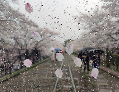 Kratka jezična šetnja pod trešnjinim cvjetovima